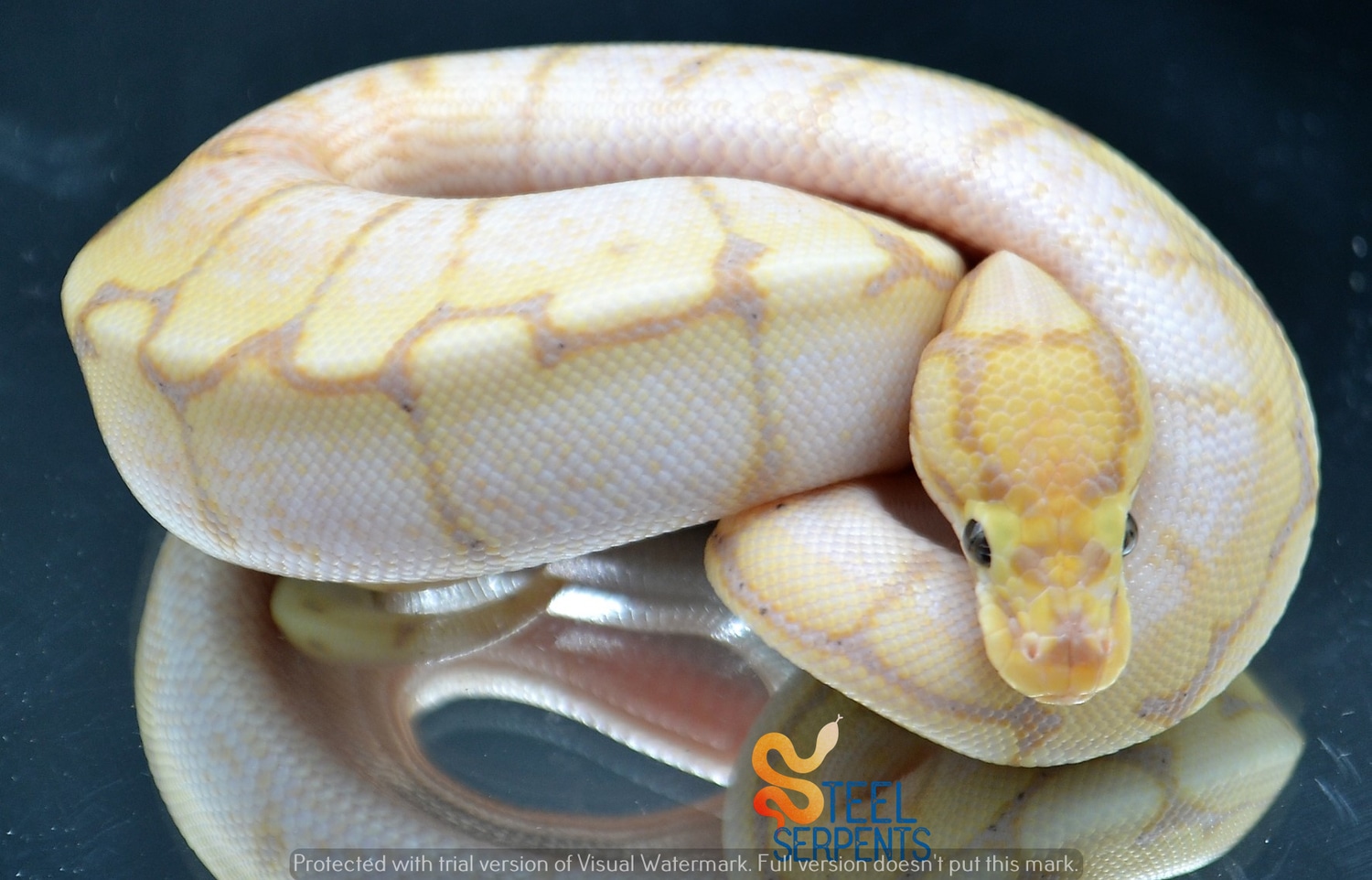 Banana Spider Ball Python by Steel Serpents MorphMarket