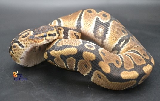 DH Clown Toffee Ball Python by Steel Serpents - MorphMarket
