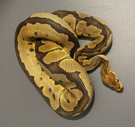 Clown Ball Python by Jurassic Ballz