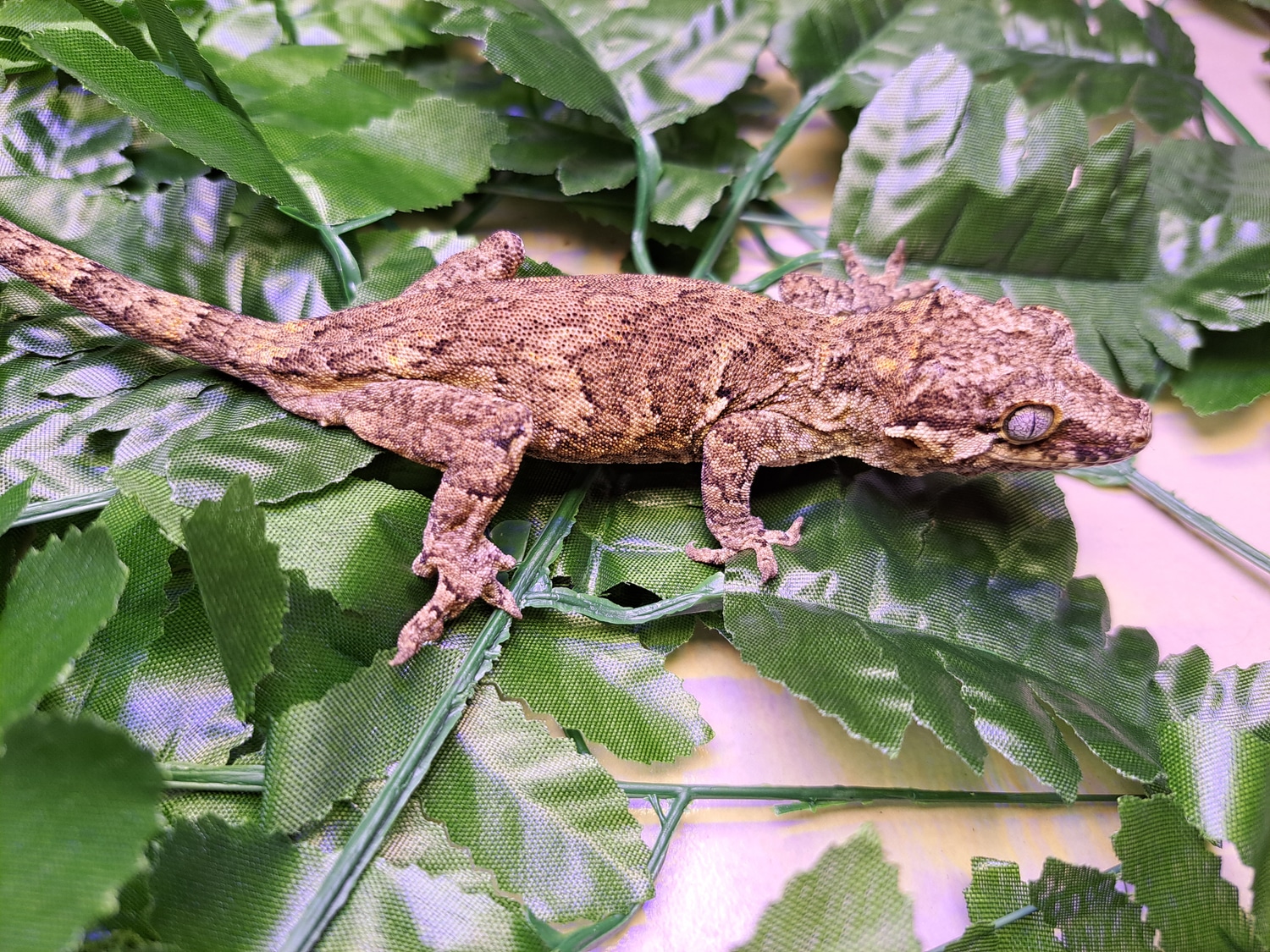 Mj120 Female Retic Gargoyle Gecko by KDJ Geckos MorphMarket