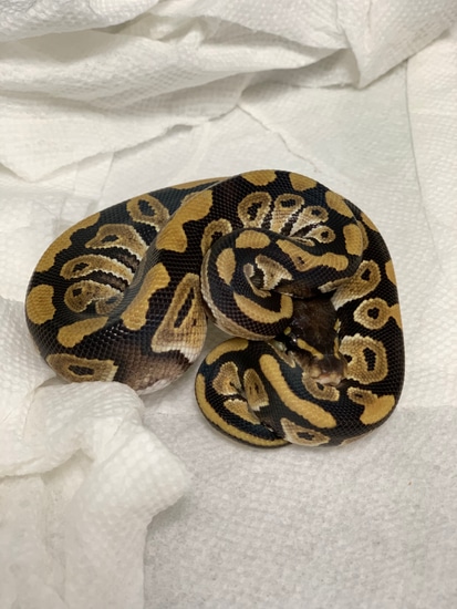 Phantom Ball Python by Cryptic Keepers