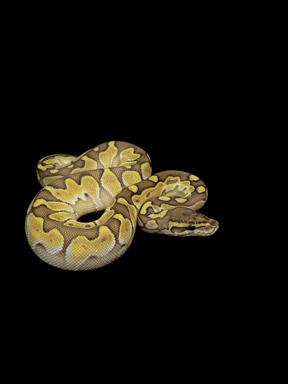 Lesser Ball Python by Cryptic Keepers