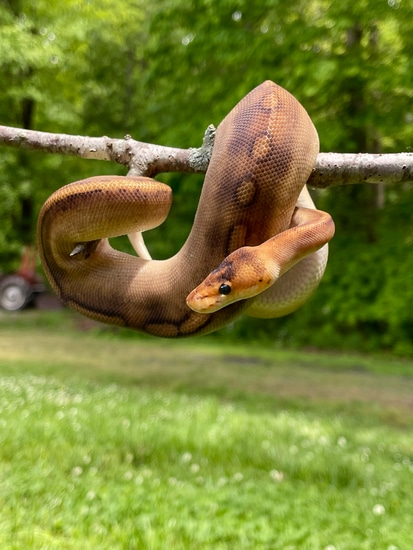 Champagne Ball Python by Cryptic Keepers