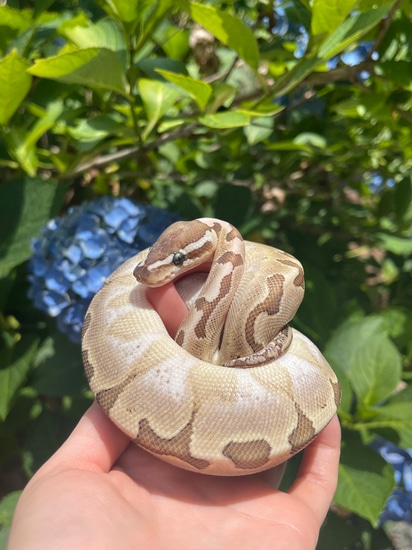 Bamboo Ball Python by Cryptic Keepers
