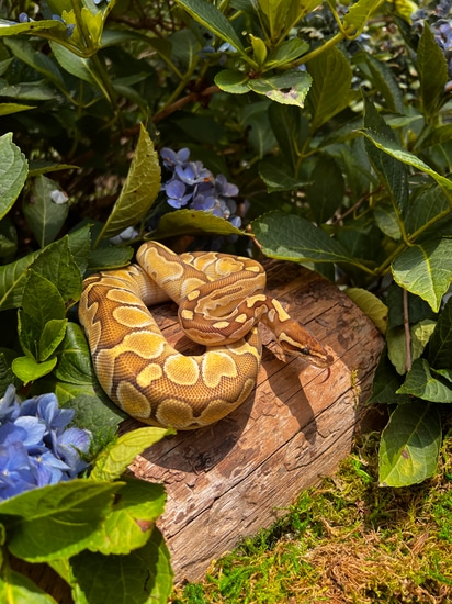 Lesser Ball Python by Cryptic Keepers