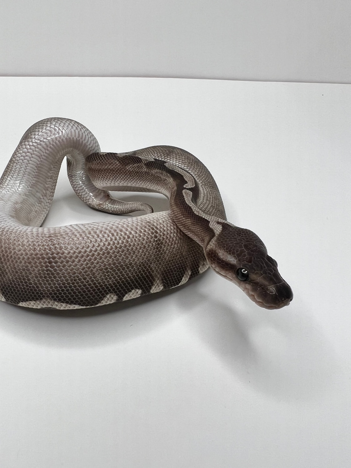 Super GHI Lesser Ball Python by Cryptic Keepers - MorphMarket