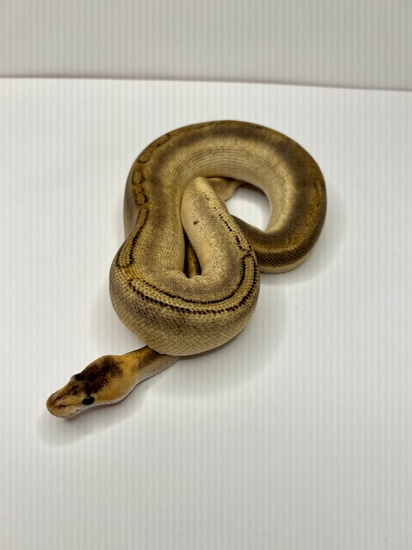Phantom Champagne Ball Python by Cryptic Keepers
