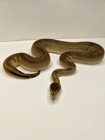 Champagne Ball Python by Cryptic Keepers