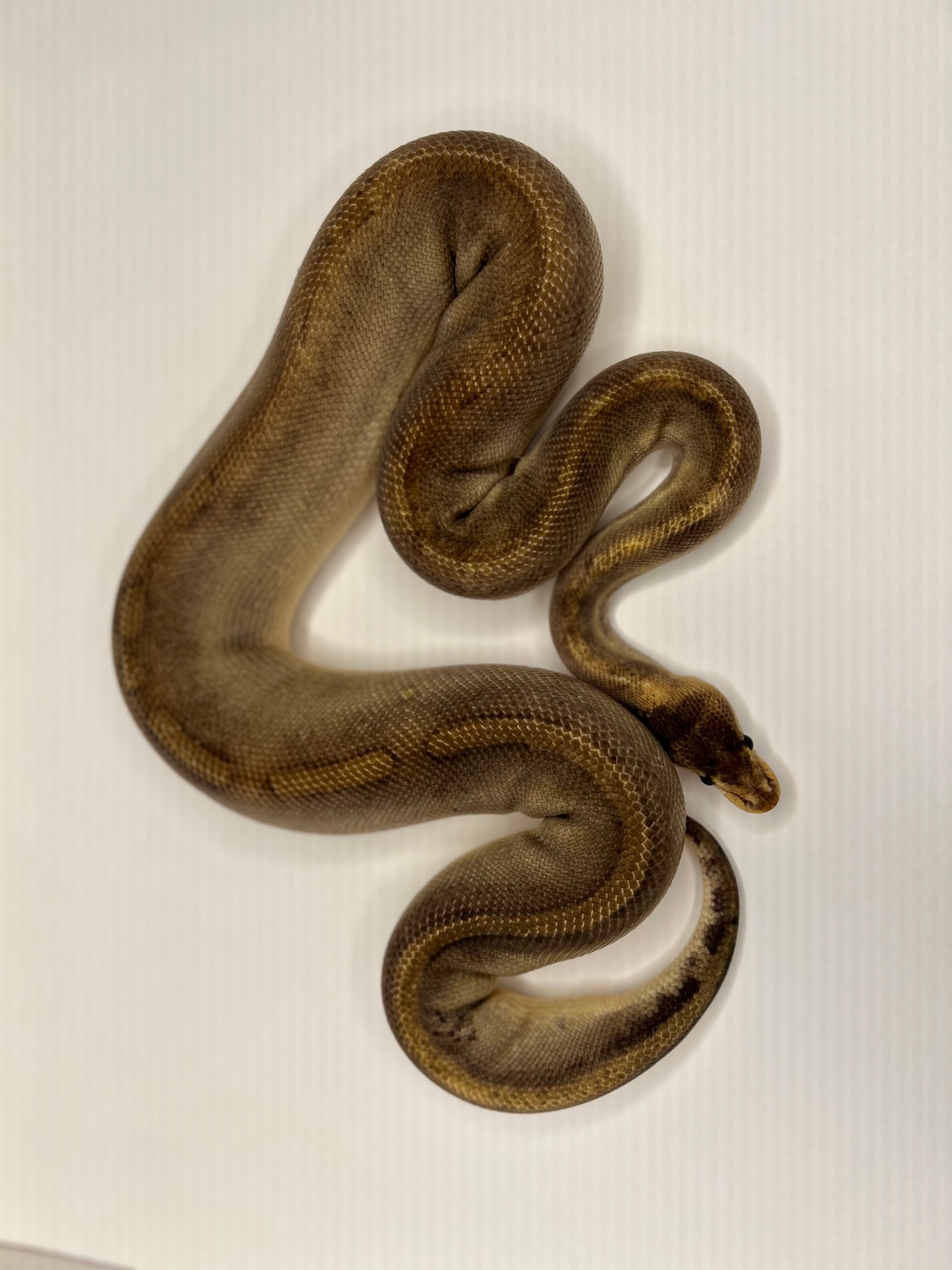 Champagne Ball Python by Cryptic Keepers - MorphMarket