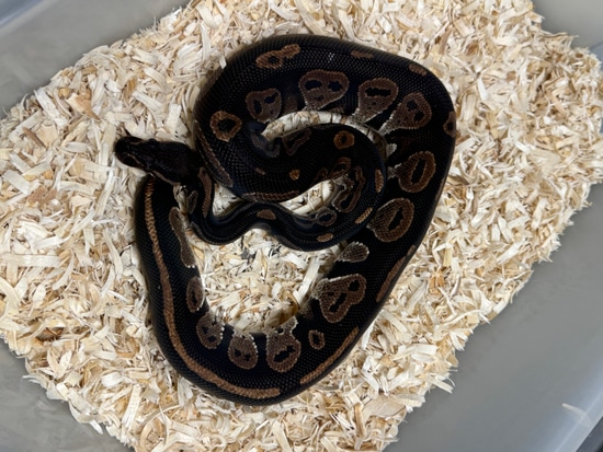 Blackhead 66het Hypo Ball Python by Cryptic Keepers