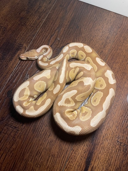Cinnamon Ultramel Yellow Belly Ball Python by Mack’s Morphs
