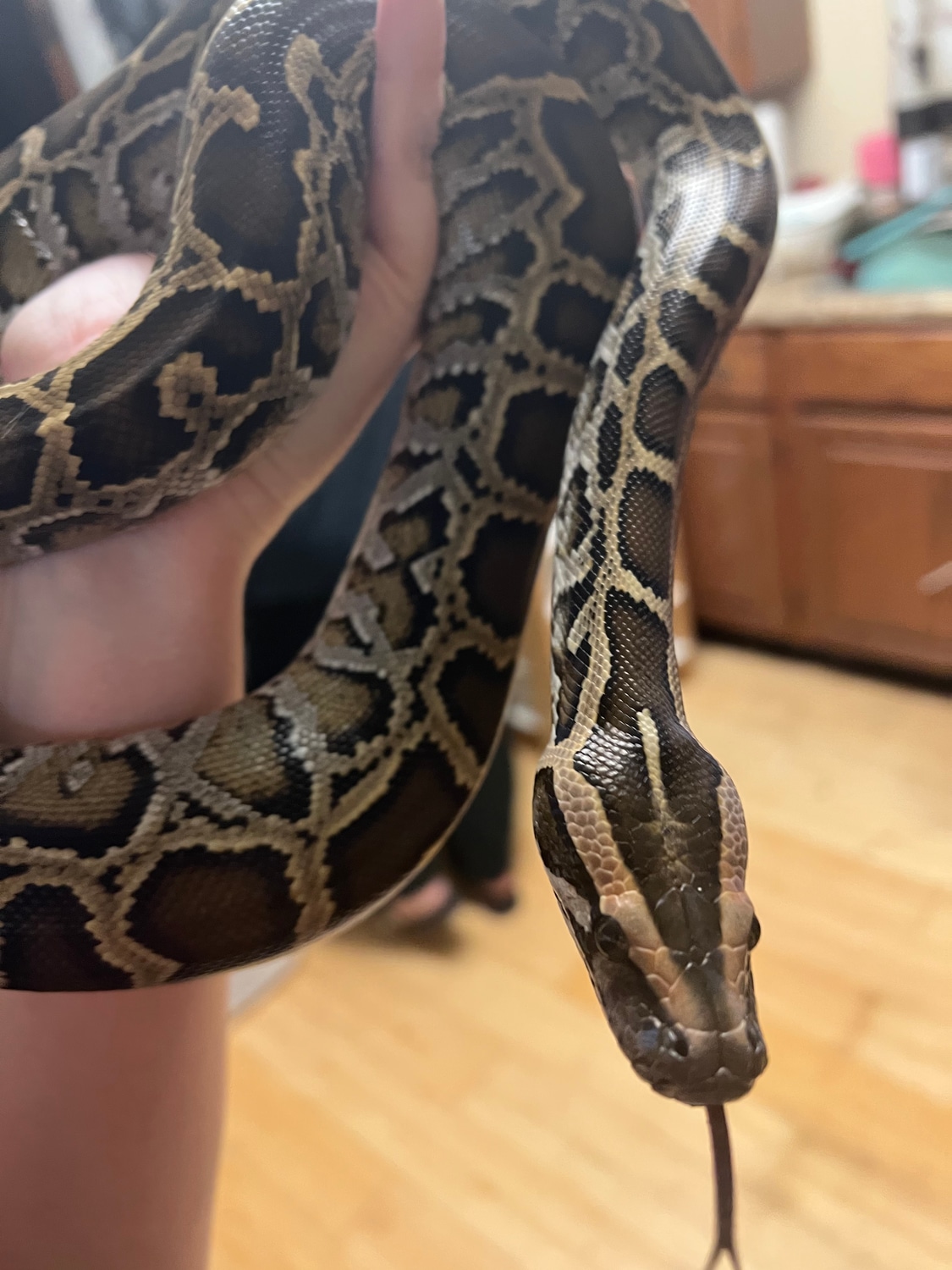 Normal Male Burmese Python by Krystal Balls - MorphMarket