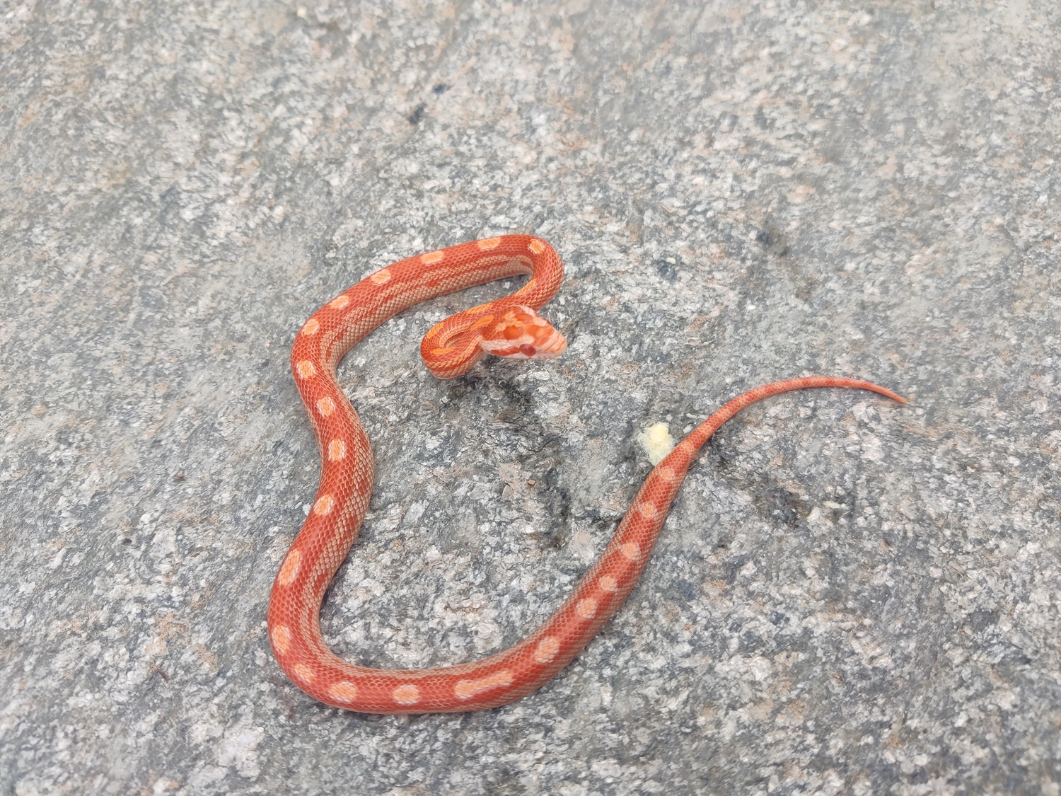 Amel Motley Het Scaleless Anery Corn Snake by Krystal's Scaled