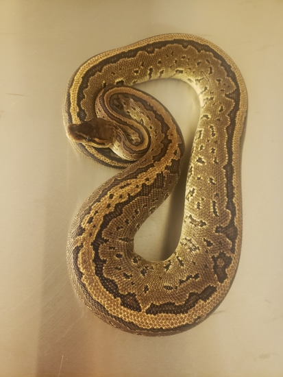 Jigsaw Ball Python by Krystle Clear Pythons