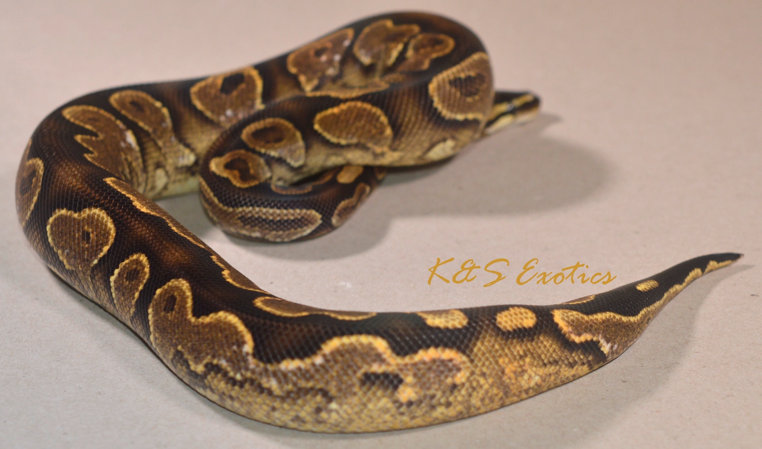 SALE! ♀ Subadult Calico Green Pastel Ball Python by K&S Exotics ...