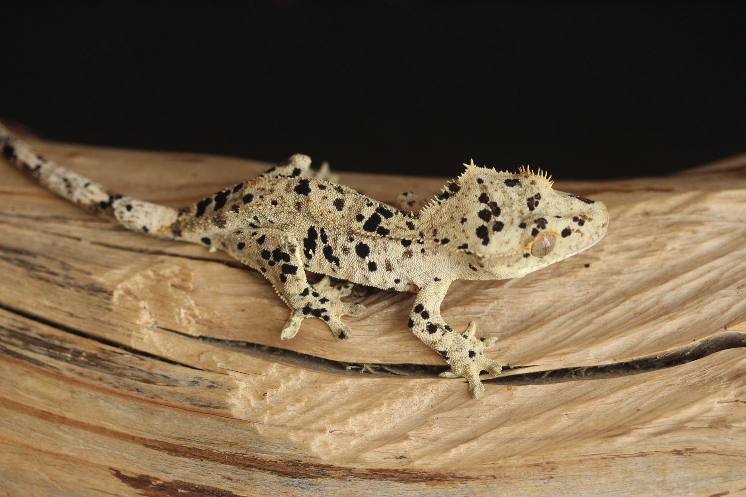 yellow-dalmatian-male-crested-gecko-by-sevachko-exotics-morphmarket