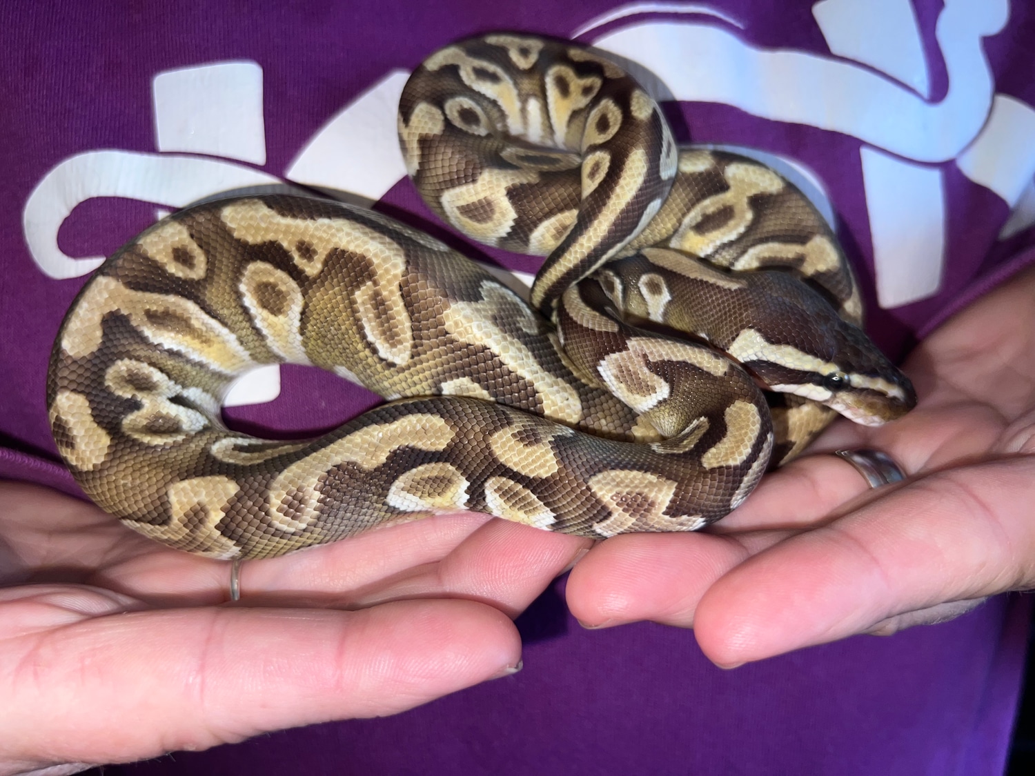 enchi-mojave-ball-python-by-ksk-creations-morphmarket