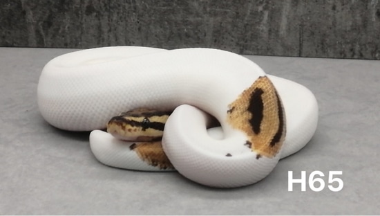 Fire Pied Pos 50% Het Ghost Ball Python by Ksk creations
