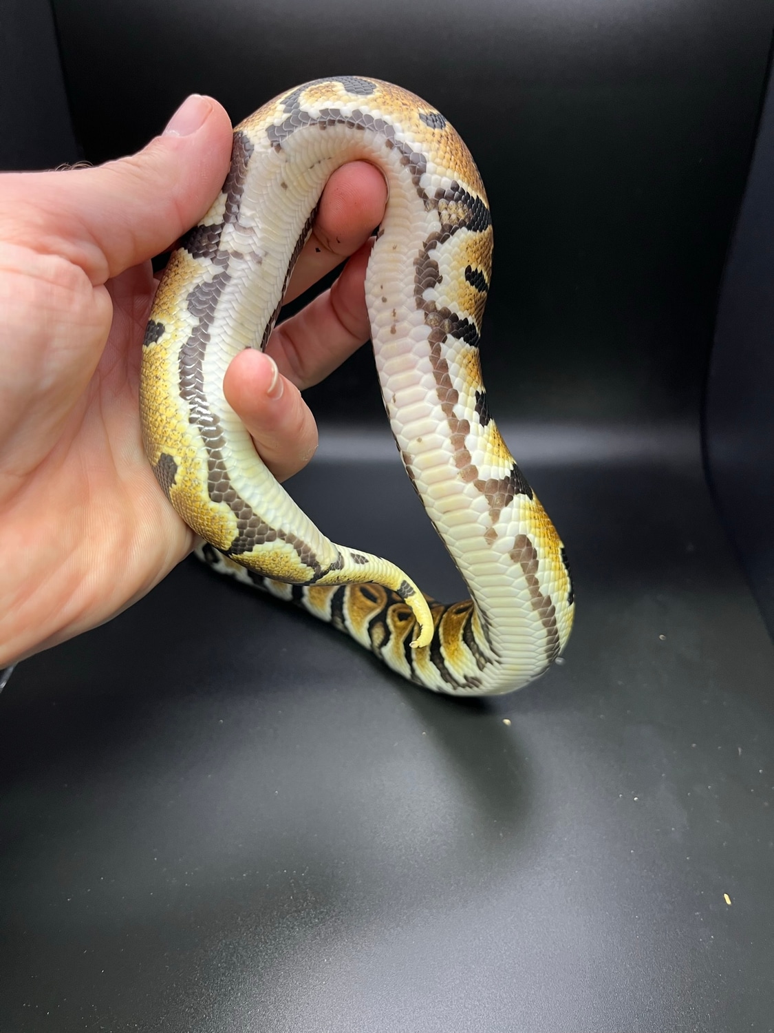 100% Het Pied 50% Het SK Axanthic Ball Python by Smart Reptile ...