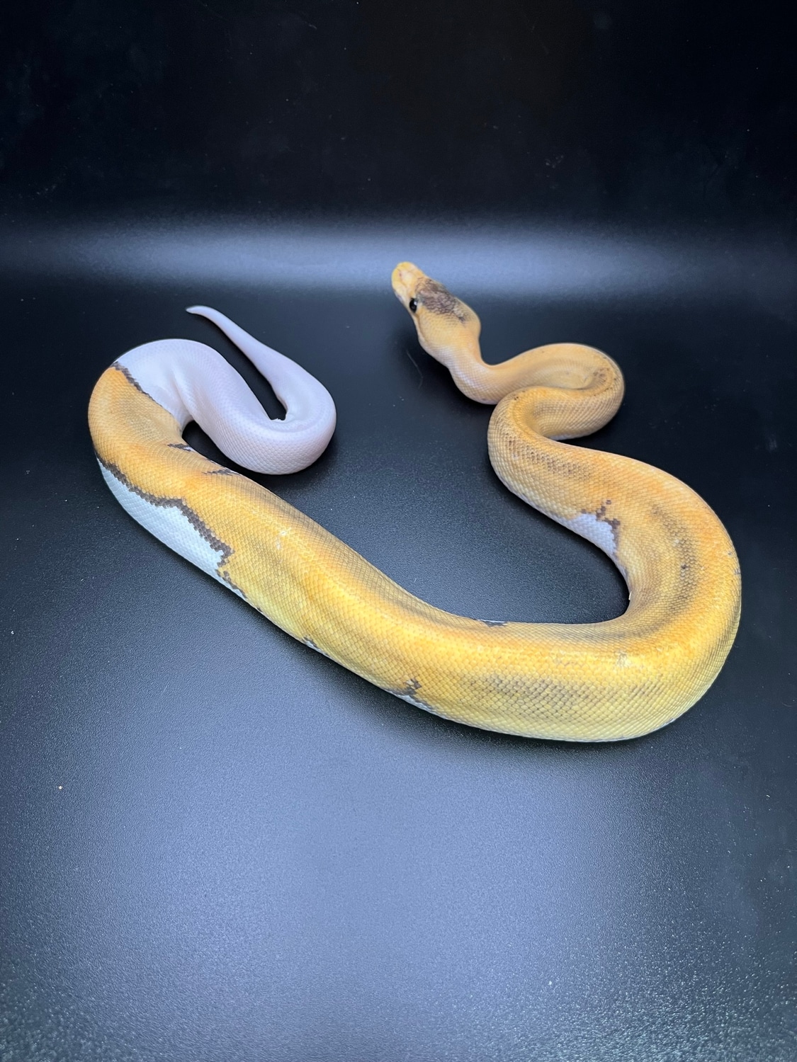 Pastel Champagne 100% Het Pied 50% Het SK Axanthic Ball Python by Smart ...