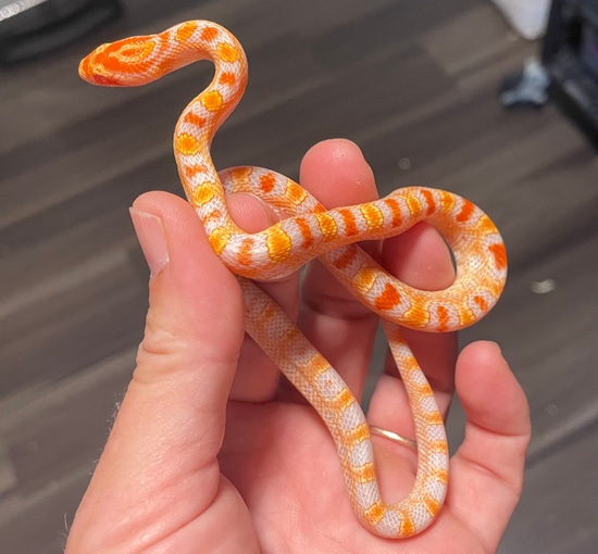 ERO Corn Snake by Swahn Serpents