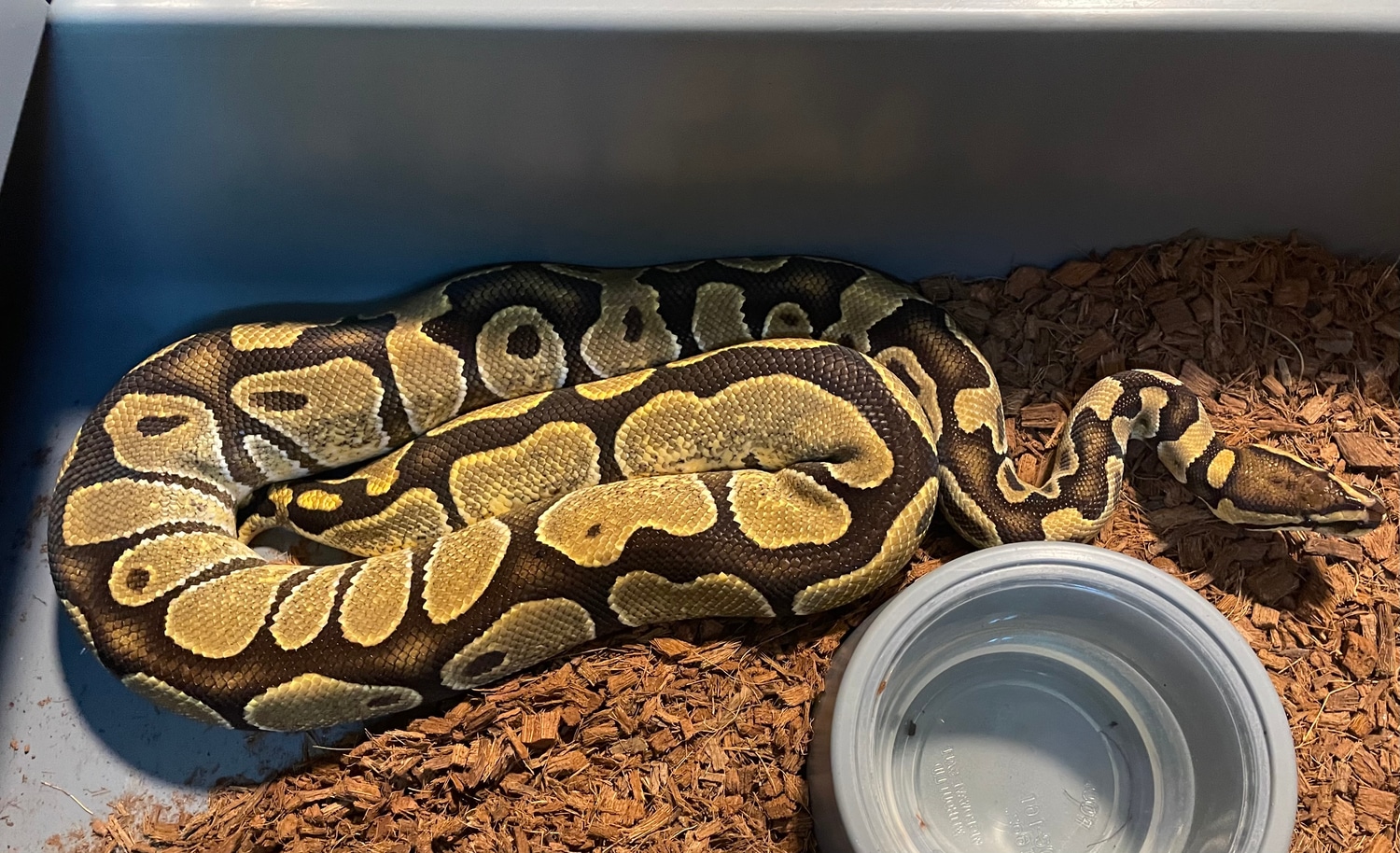 Super Enchi Ball Python by Swahn Serpents - MorphMarket