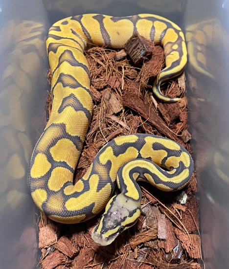Hypo Pastel Enchi Ball Python by Swahn Serpents