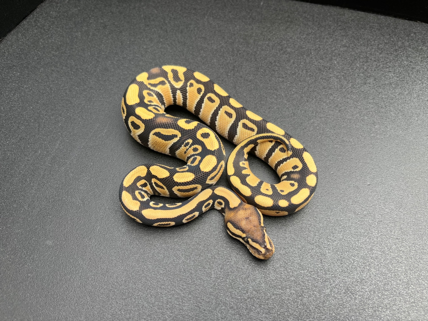 Enhancer (Desert Ghost) 100 Het Clown 50 Het Stripe Ball