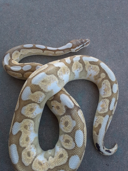 Cinnamon Fire Spider Ball Python by K&T Morphs
