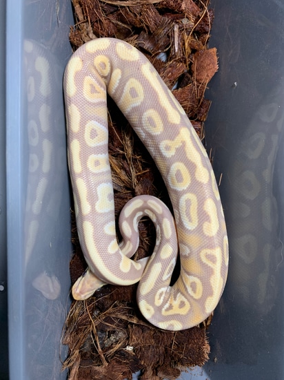 Banana Mystic/Mojave Het Pied Female Maker Ball Python by K&T Morphs