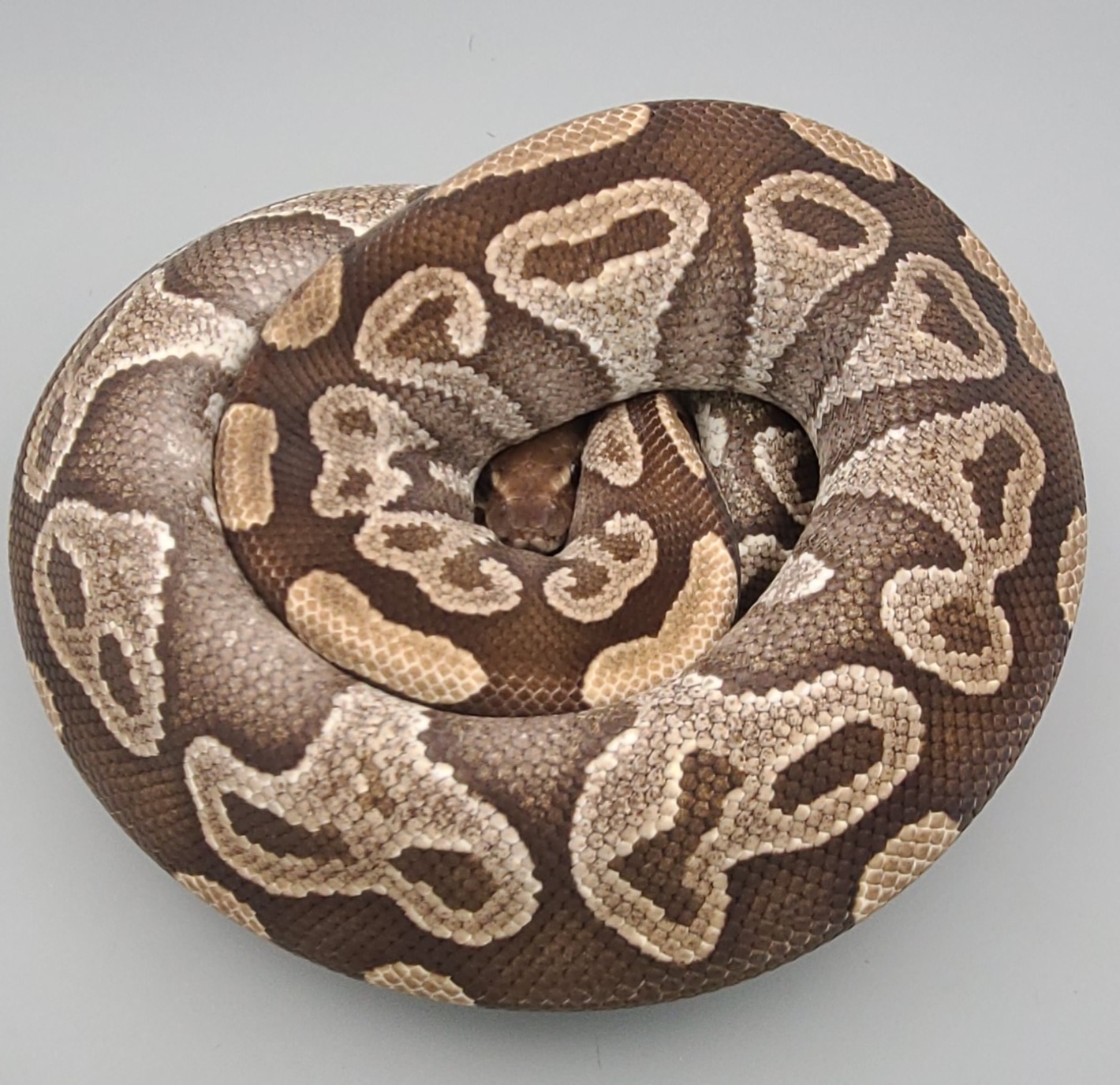 美品　AMERI CLOUDY PYTHON TOP 美品 AMERI CLOUDY PYTHON TOP - メルカリ