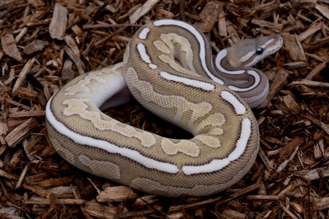 Cinnamon Lesser Fire Ball Python by KTReptiles - MorphMarket