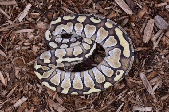 Lesser Fire Ball Python by KTReptiles