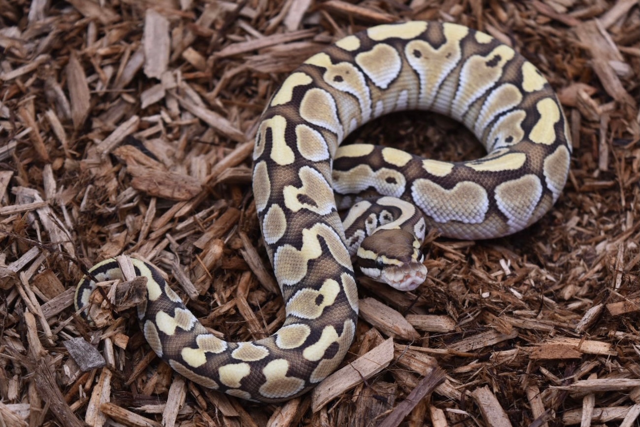 Lesser Fire Ball Python by KTReptiles - MorphMarket