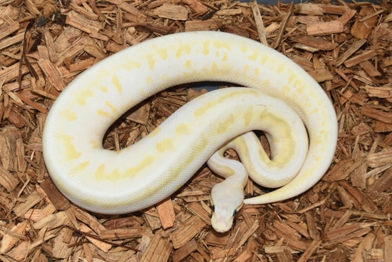 Super Pastel Sugar Lesser Spider Pinstripe Ball Python by KTReptiles