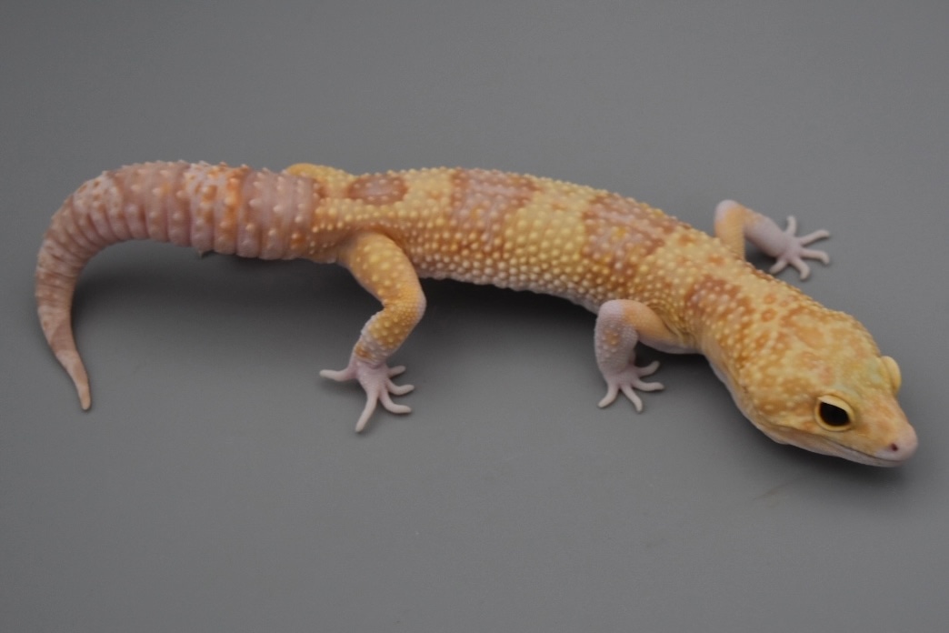 Rainwater Eclipse 66% Het Murphy Patternless Leopard Geckos