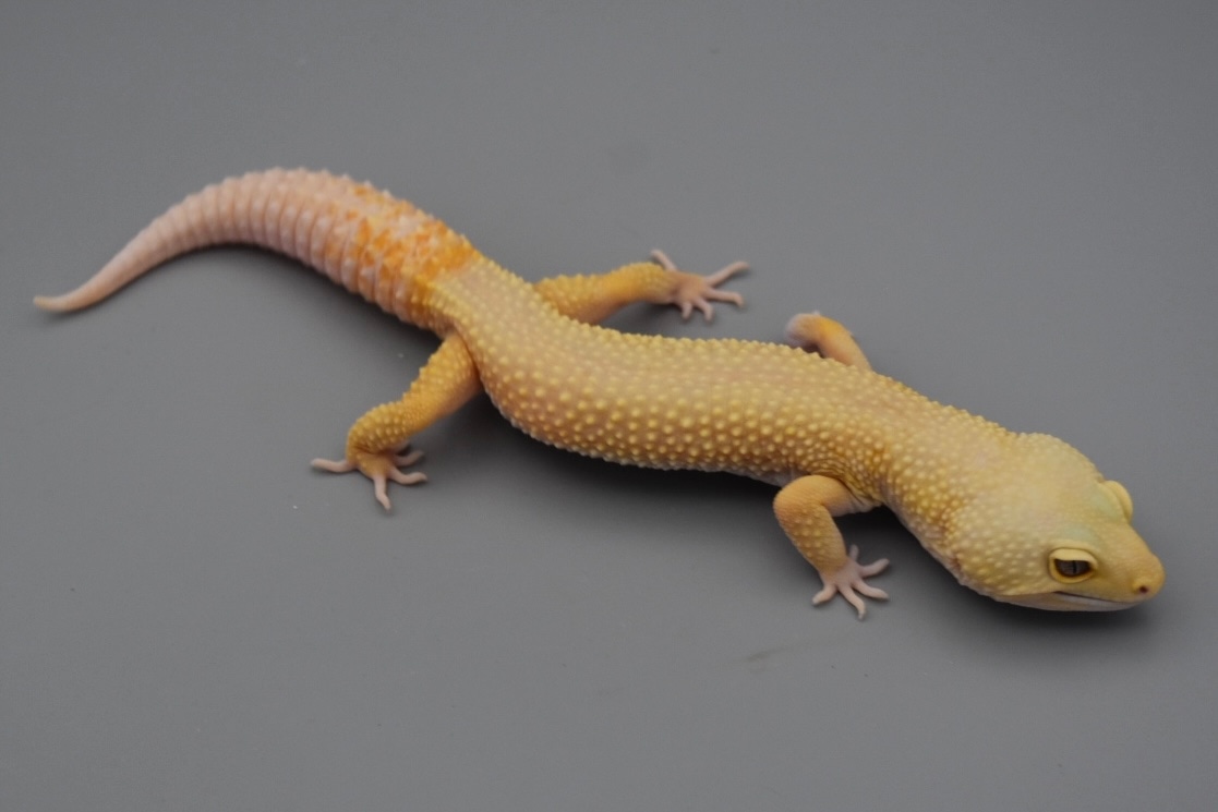 Rainwater Murphy Patternless Het Eclipse Leopard Geckos by