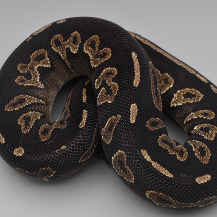 Cinnamon Blackhead Pos Yellowbelly Ball Python