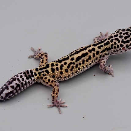 Black Night Bold Stripe Cross Leopard Gecko