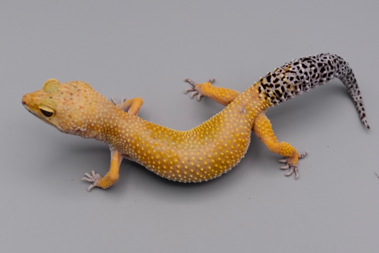 その他 Leopard Geckos 80b073ba-ea23-4610-b4af-