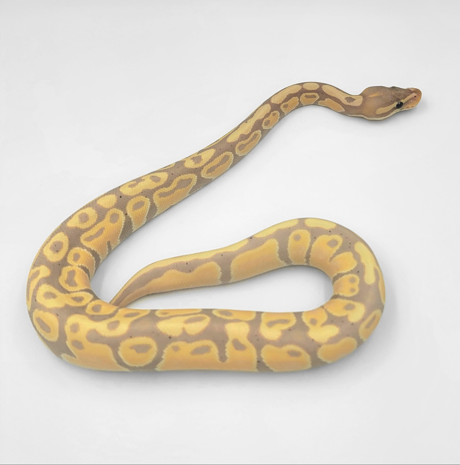 Banana Ball Python by Tori Royal Pythons MorphMarket