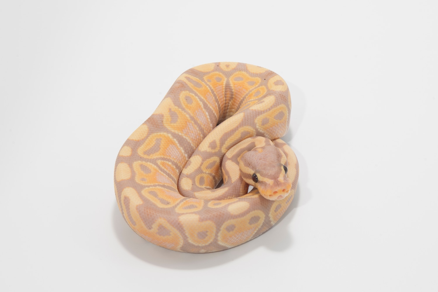 Banana Ball Python by Tori Royal Pythons - MorphMarket