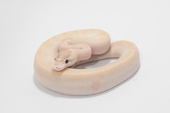 Ivory Ball Python by Tori Royal Pythons