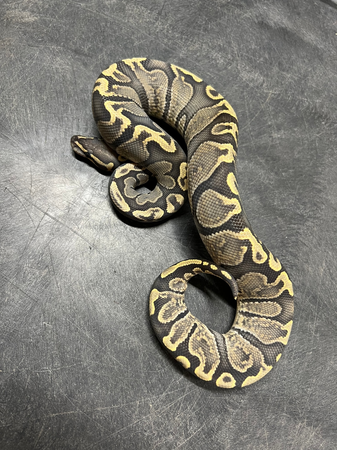 Hypo GHI Ball Python by Reptek - MorphMarket