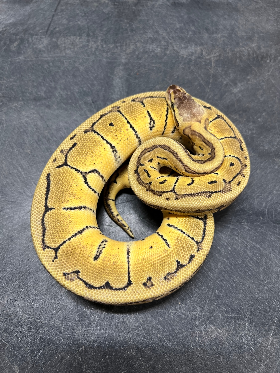 Lemon Blast 100% Double Het VPI Axanthic Hypo Ball Python by Reptek ...