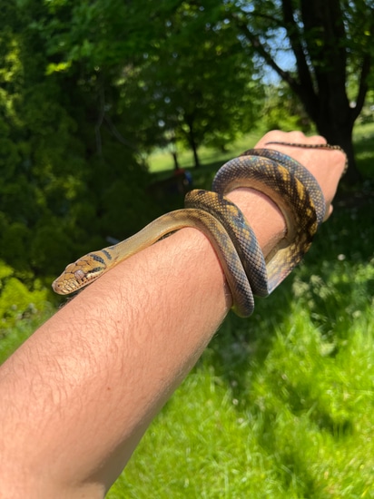 USCBB Barneck Scrub Python by Reptek