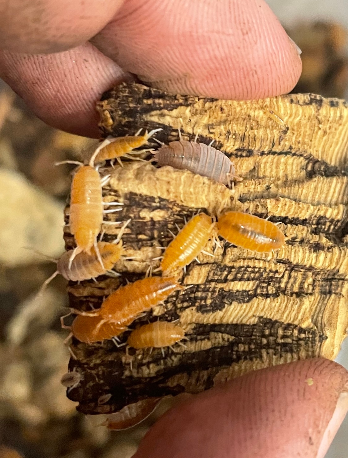 14+ Porcellionides Pruinosus 'Powder Orange' Isopod by Greenwood Exotics MorphMarket
