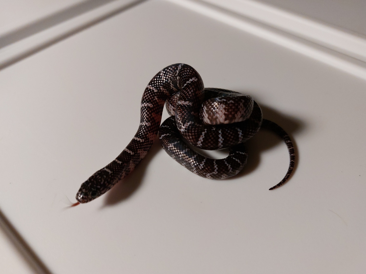 Axanthic Florida Kingsnake by Kave, Llc MorphMarket