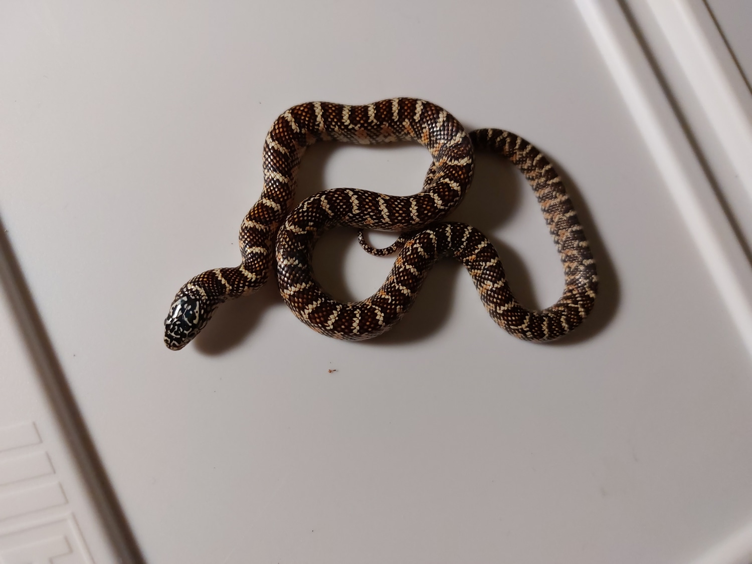 Normal Florida Kingsnake by Kave, Llc MorphMarket
