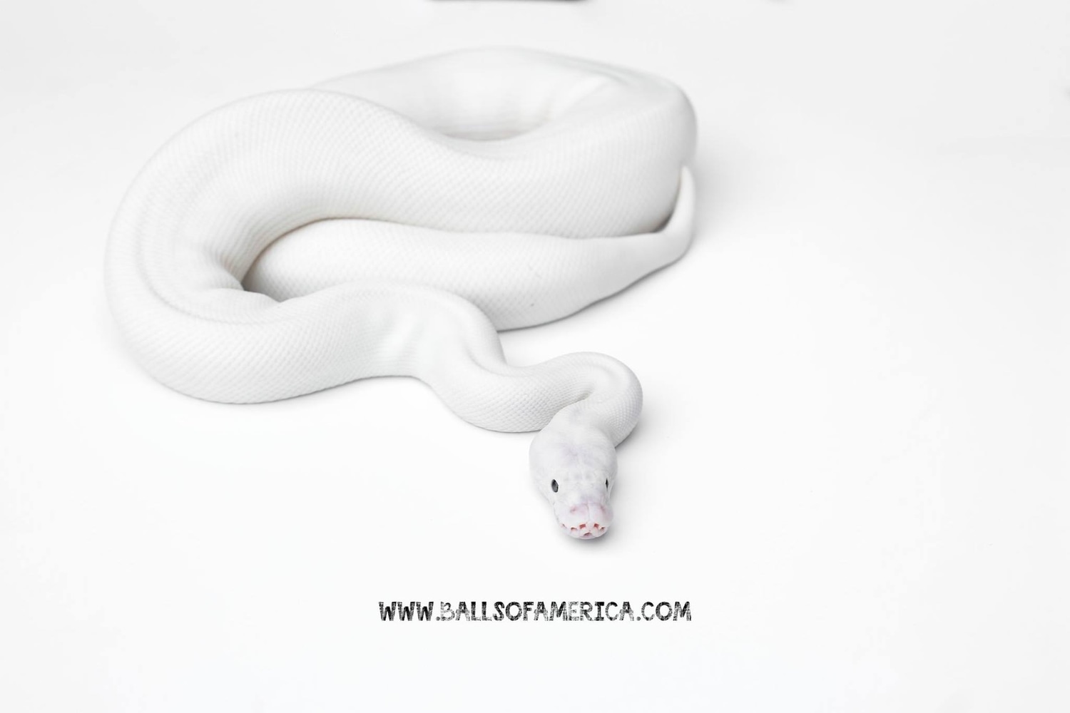 Lesser Pied Ball Python by Balls of America MorphMarket
